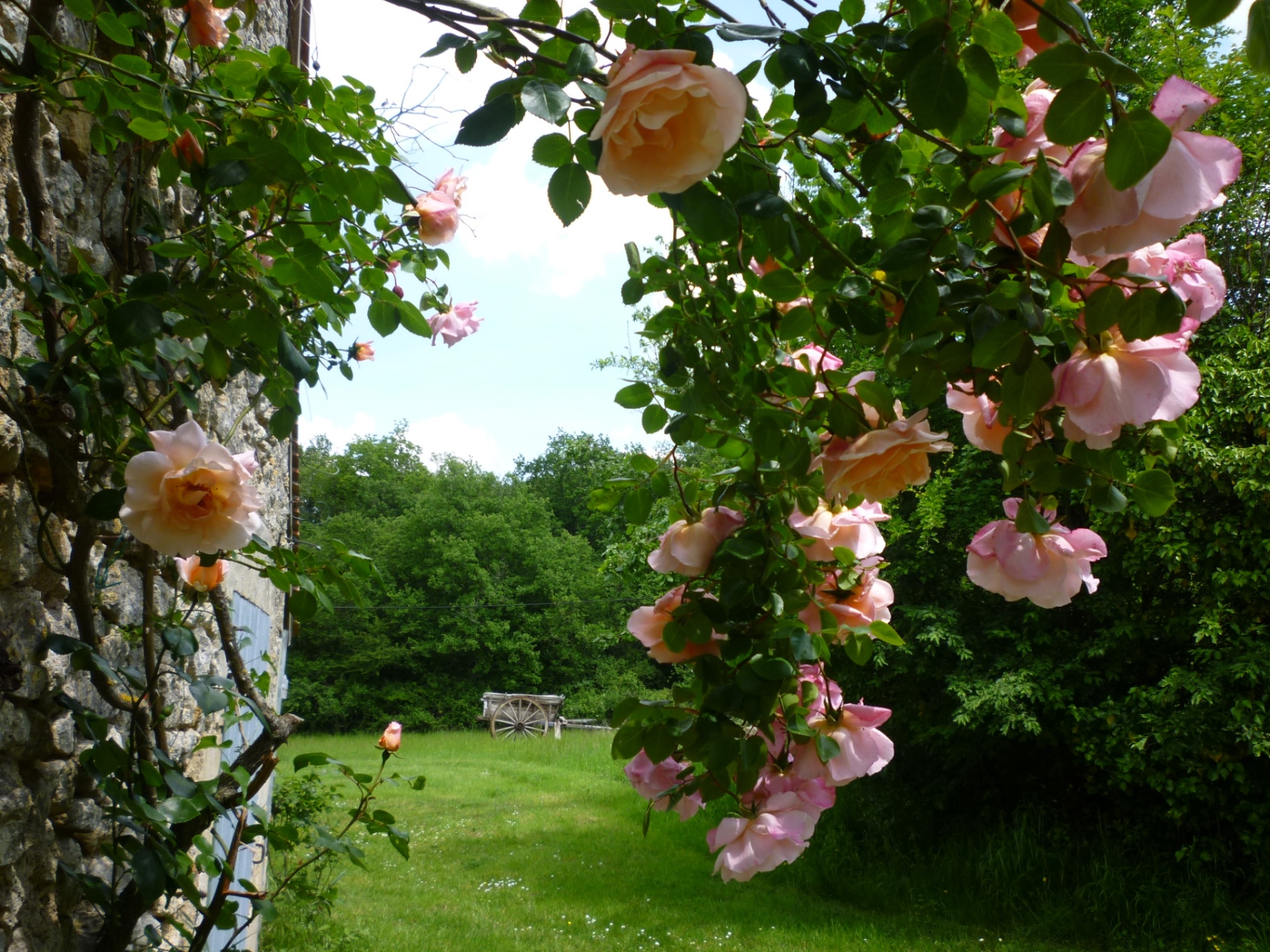 Roses anciennes devant une longère en pierre, jardin de campagne